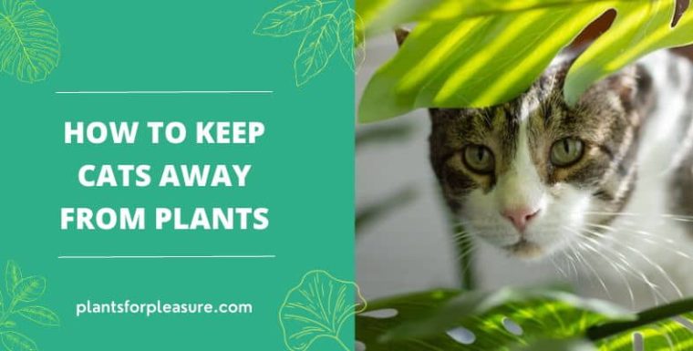 How to keep cats away from plants indoors: 7 effective and safe methods you need to try