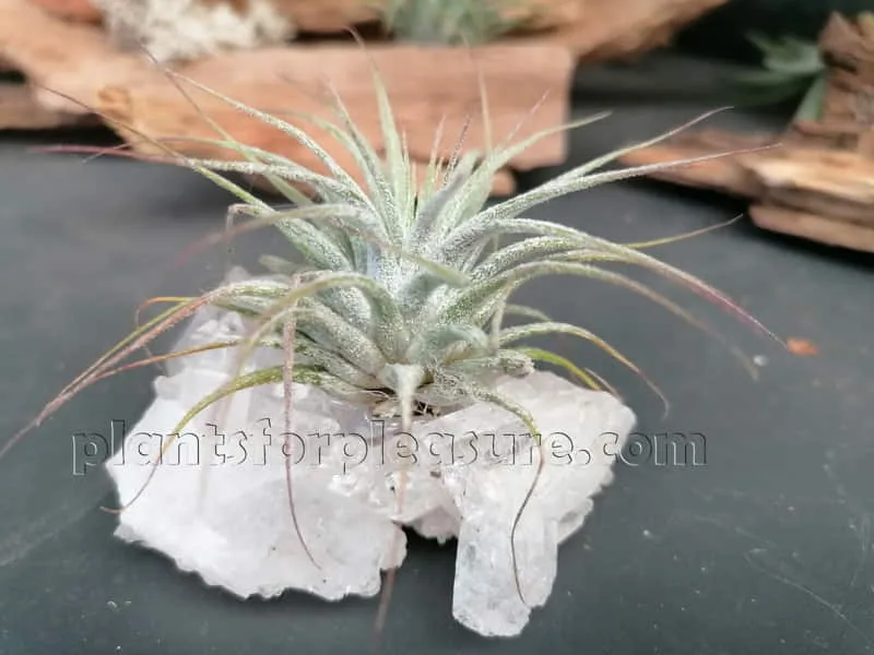 Air Plant-3