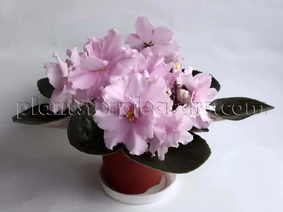 African-Violet-Plant-3