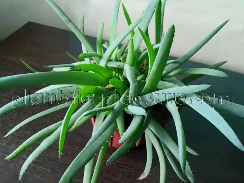 Aloe-Vera-3