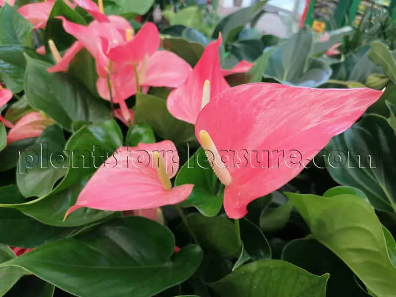 Anthurium-Flamingo-3