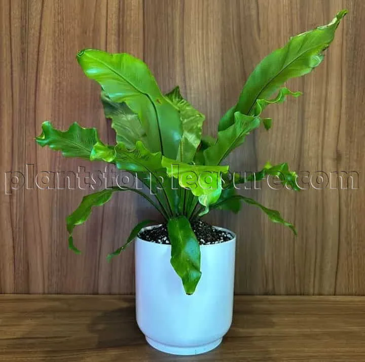 Birds-Nest-Fern-3
