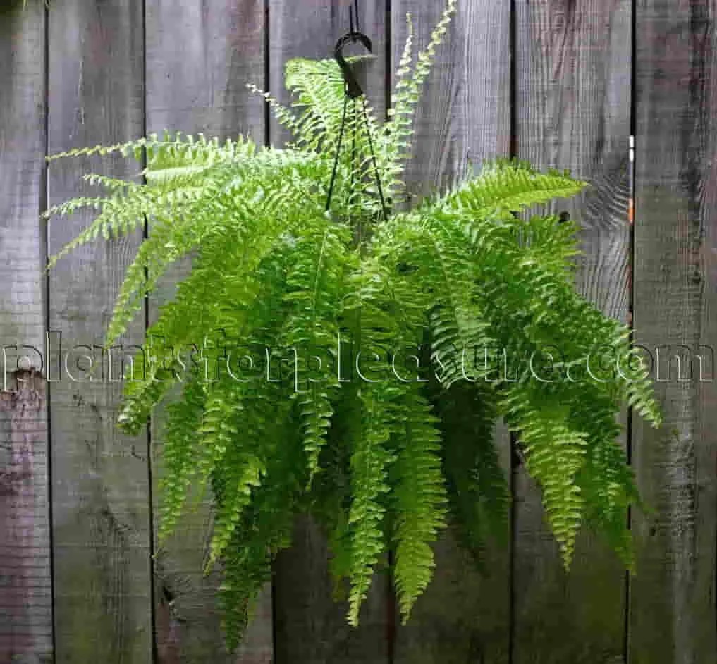 Boston-fern-3