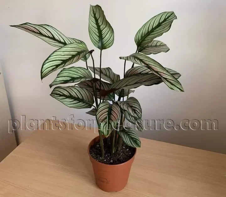 Calathea-Ornata-3