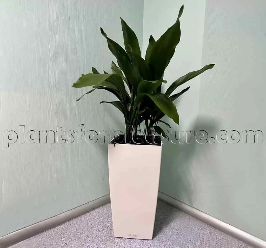 Cast-Iron-Aspidistra-Elatior-3