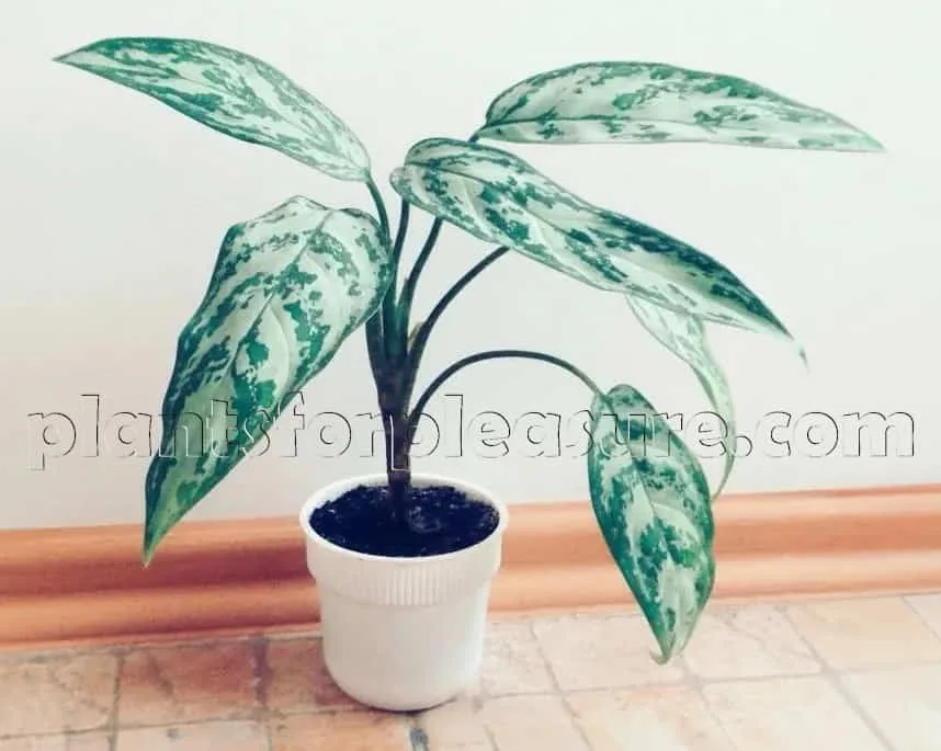 Chinese-Evergreen-Plant-Aglaonema-Commutated-3