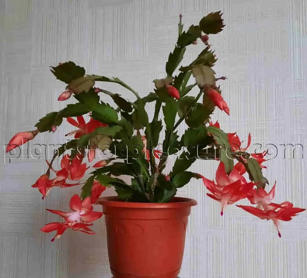 Christmas-Cactus-3