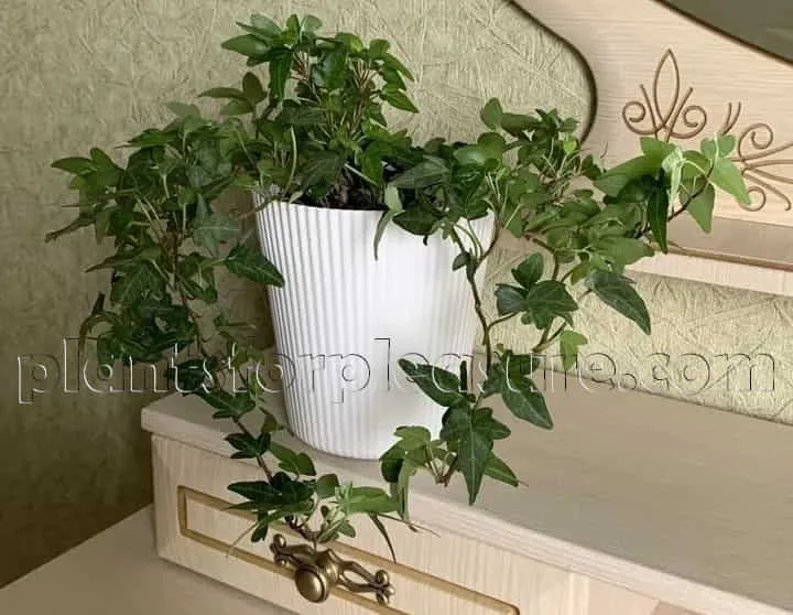 English-Ivy-3