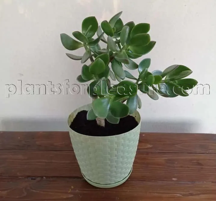 Jade-Plant-3