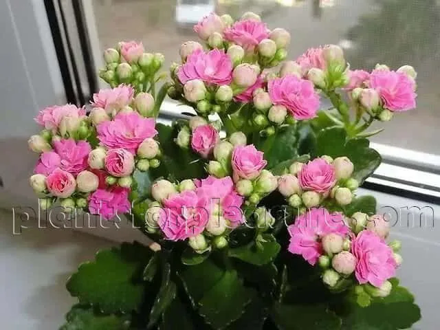 Kalanchoe-3