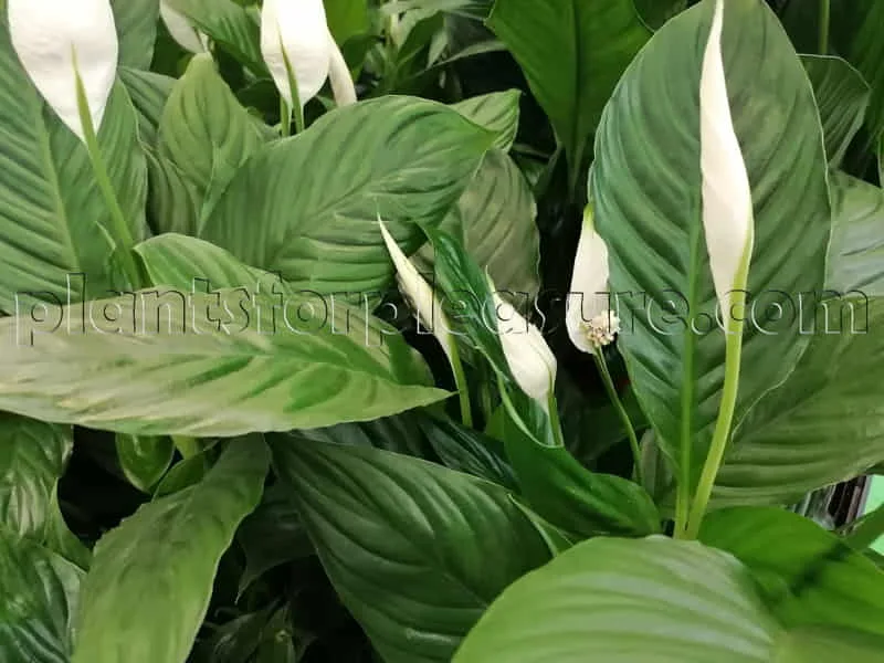 Peace-Lily-3