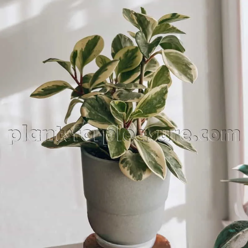 Peperomia-in-the-pot-on-the-shelf-3