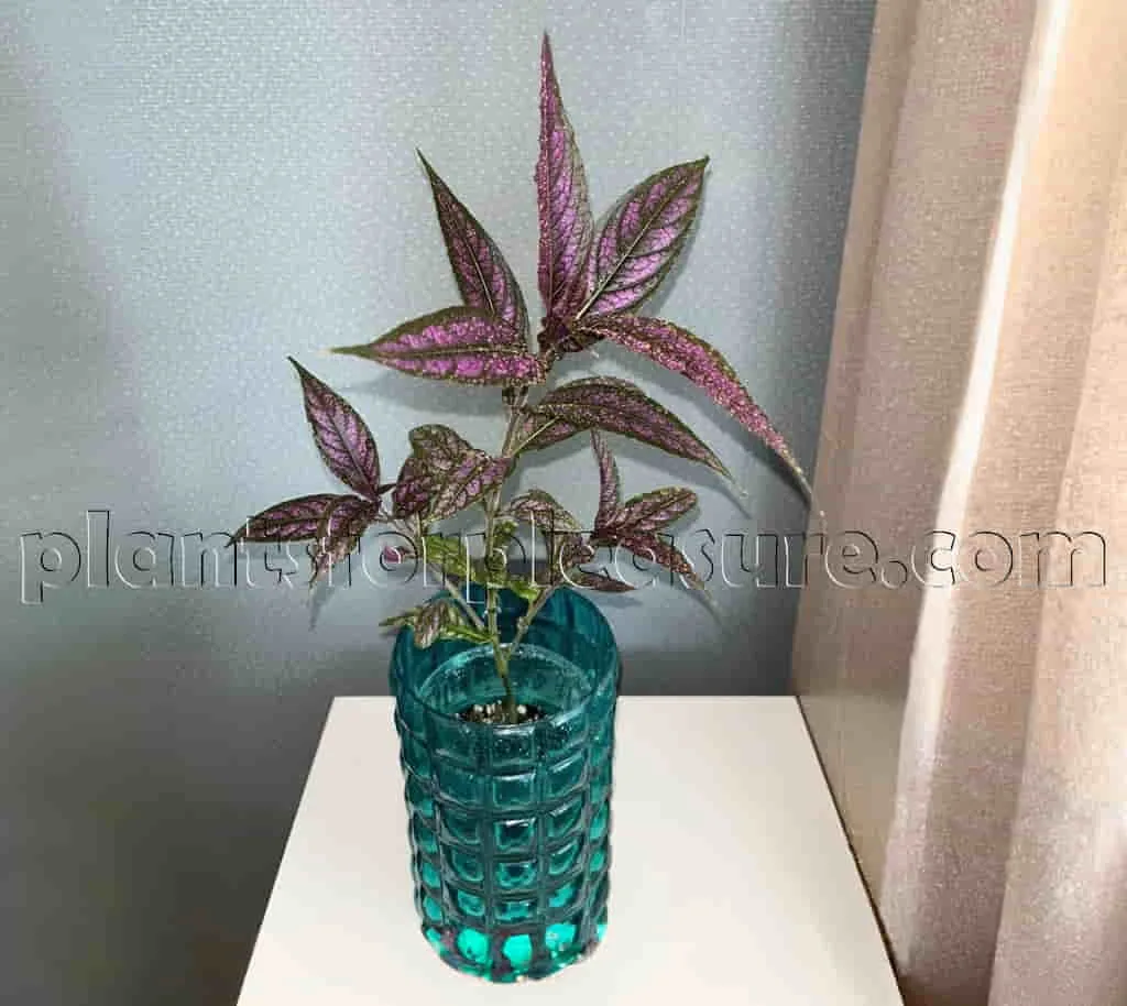 Persian-Shield-Strobilanthes-in-an-emerald-vase-on-the-table-3