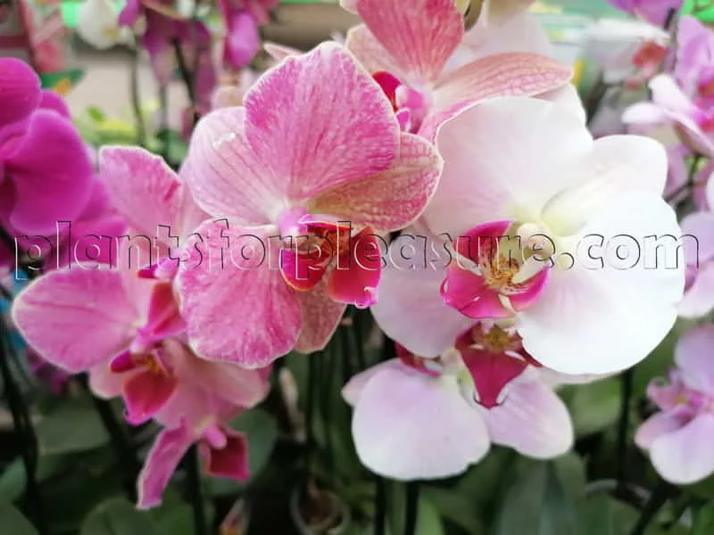 Phalaenopsis-Orchid-3