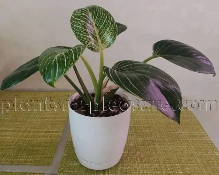 Philodendron-3