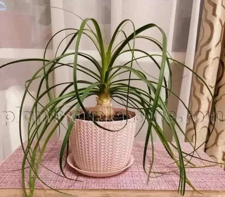Ponytail-Palm-3