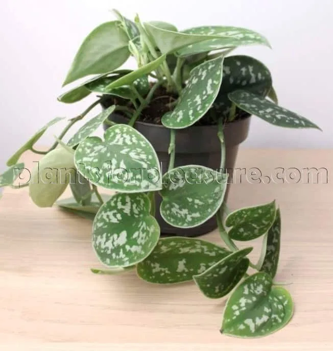 Pothos-3
