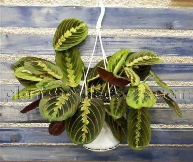 Prayer-Plant-Maranta-3