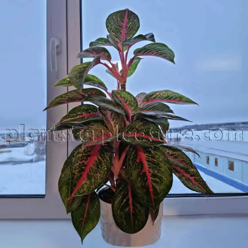 Red-Aglaonema-Pink-Or-Red-Leaved-Chinese-Evergreen-3