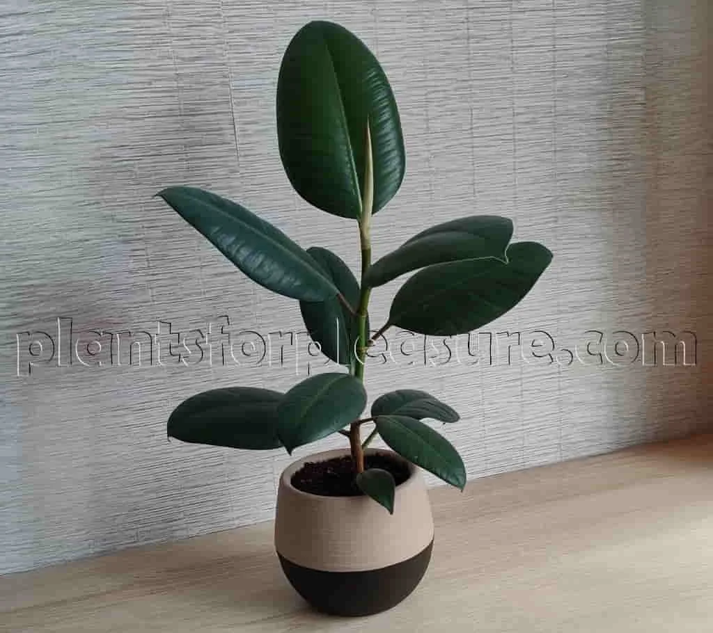 Rubber-Plant-in-the-pot-3