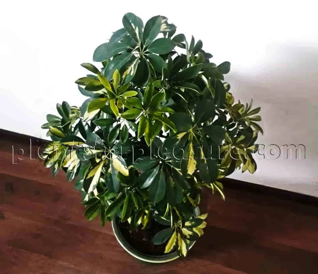 Schefflera-Arboricola-Dwarf-Umbrella-Plant-3