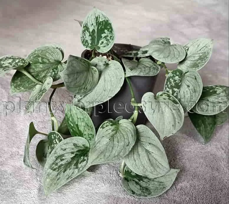 Silver-Pothos-3