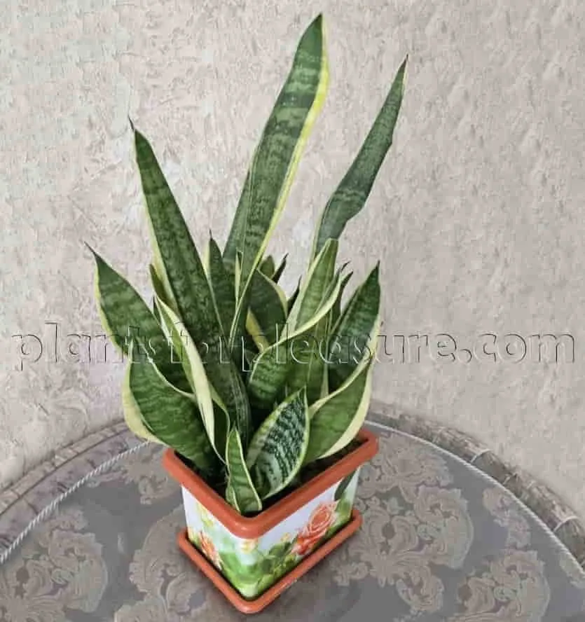 Snake-plant-3