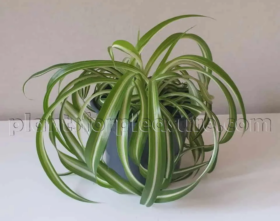 Spider-Plant-3
