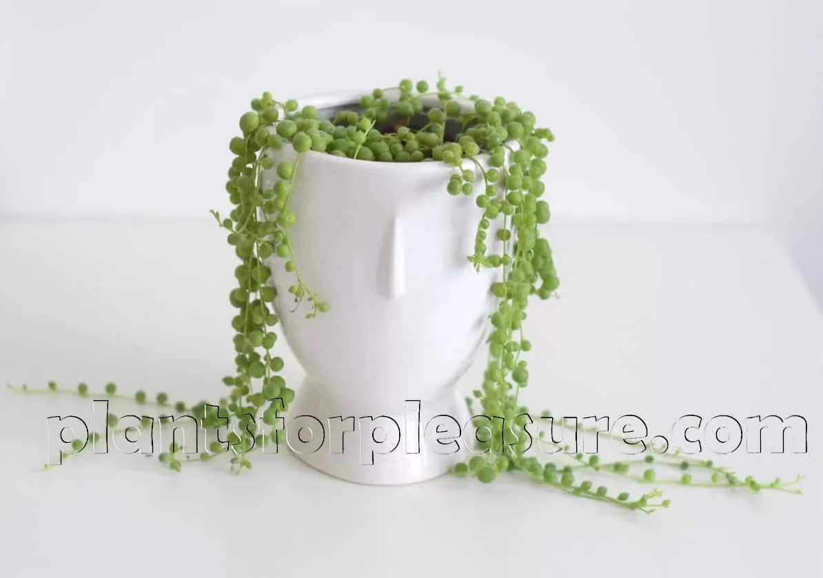 String-Of-Pearls-3