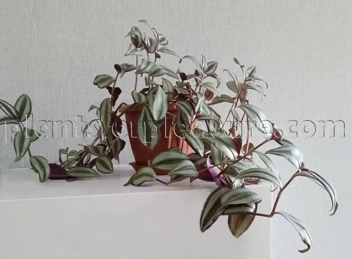 Tradescantia-3-2