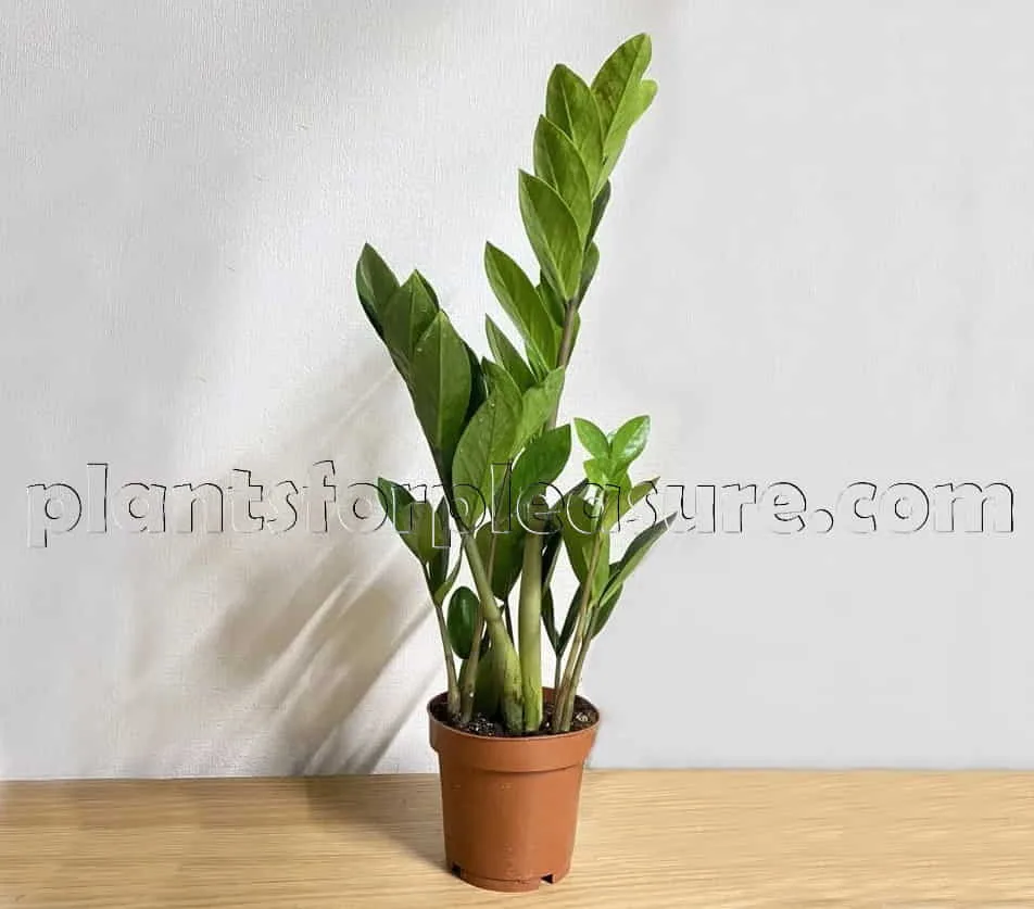 ZZ-Plant-3