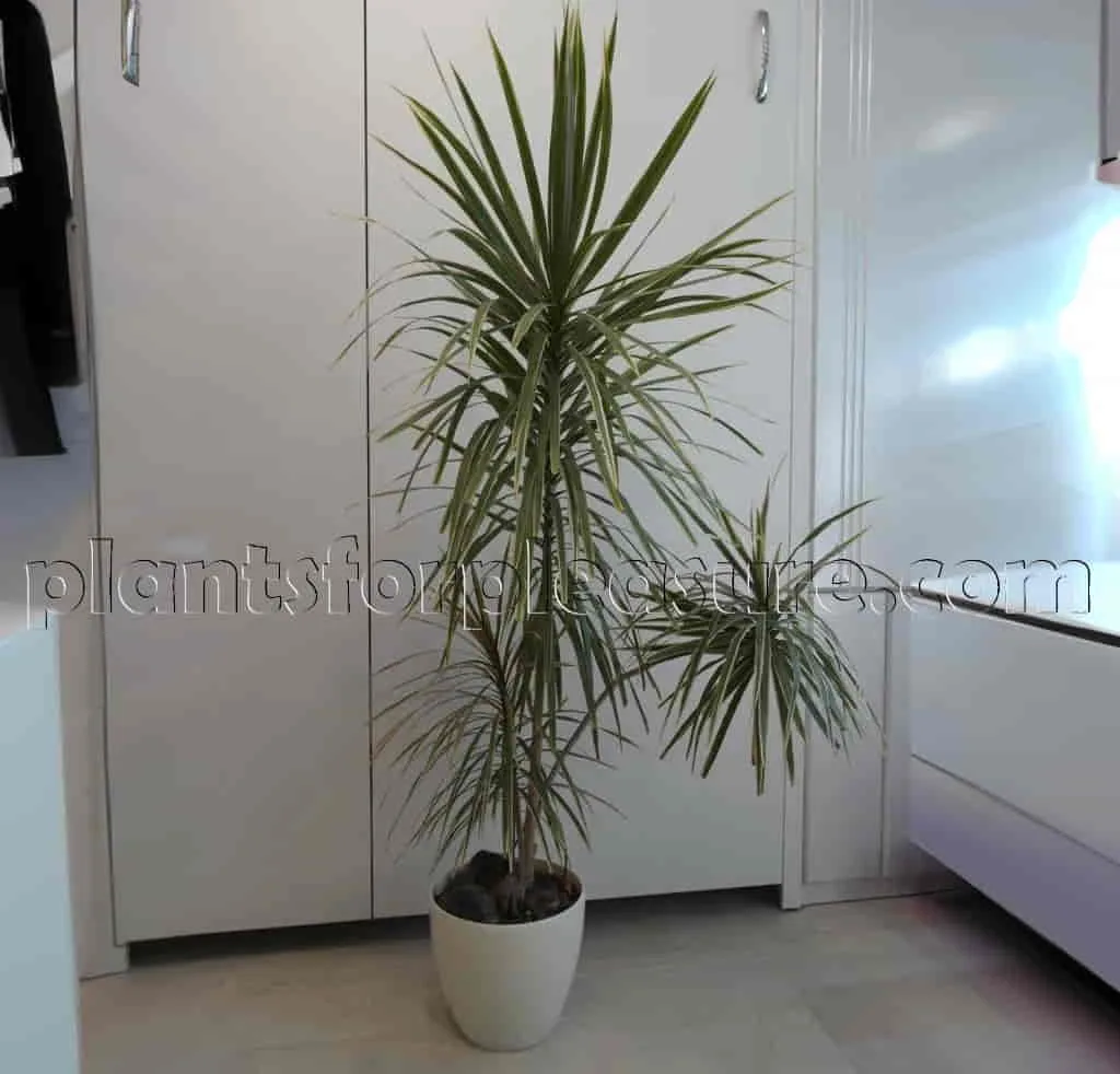 dracaena-plant-3