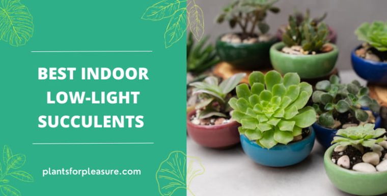24 Best indoor low light succulents for dark rooms and offices