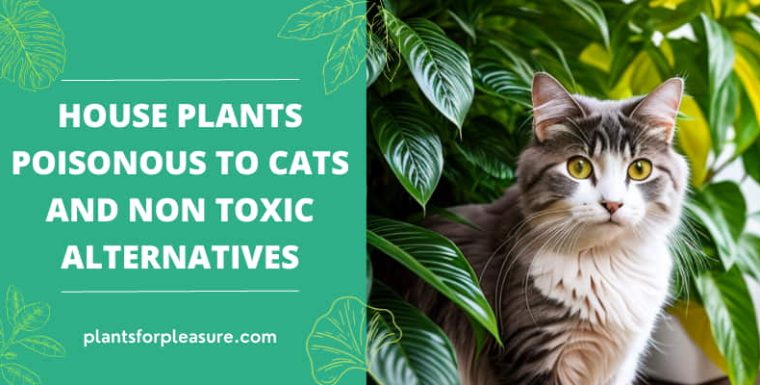 25 Common House Plants Poisonous To Cats And Non Toxic Alternatives