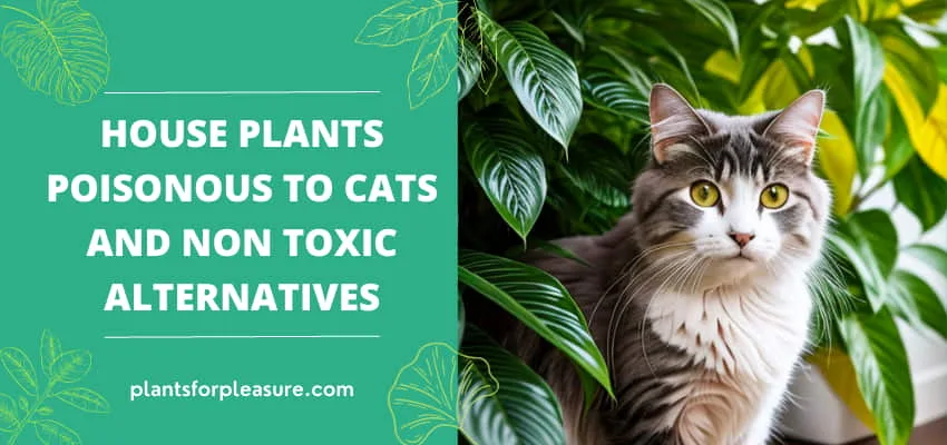 House Plants Poisonous To Cats And Non Toxic Alternatives
