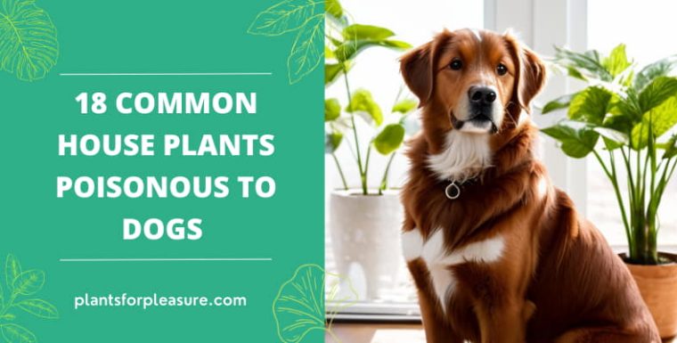 18 Common House Plants Poisonous to Dogs and Non-Toxic Alternatives