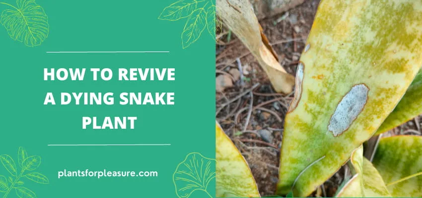 How To Revive A Dying Snake Plant