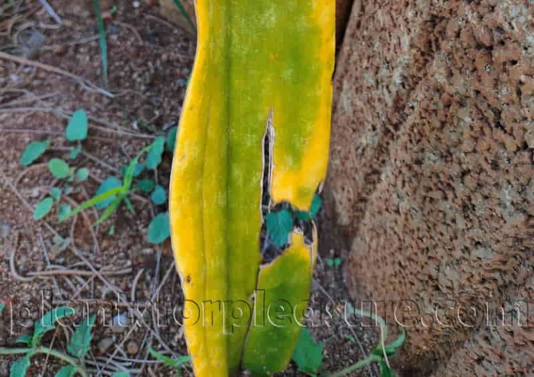 Fresh Look at How To Revive A Dying Snake Plant 7 Signs And