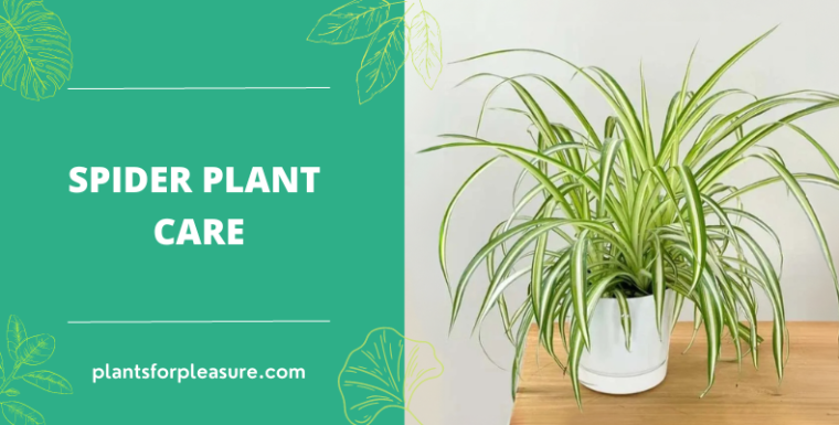 Ultimate Guide to Spider Plant Care