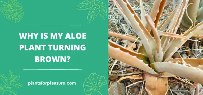 Why is my aloe plant turning brown