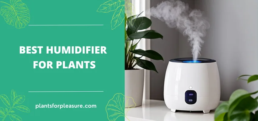 Choose the right humidifier to create the perfect environment for your beloved greenery to thrive.