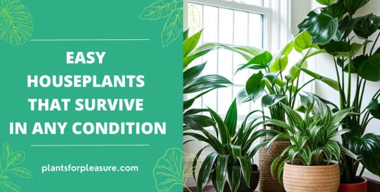 33 Easy Houseplants That Will Survive in Almost Any Condition